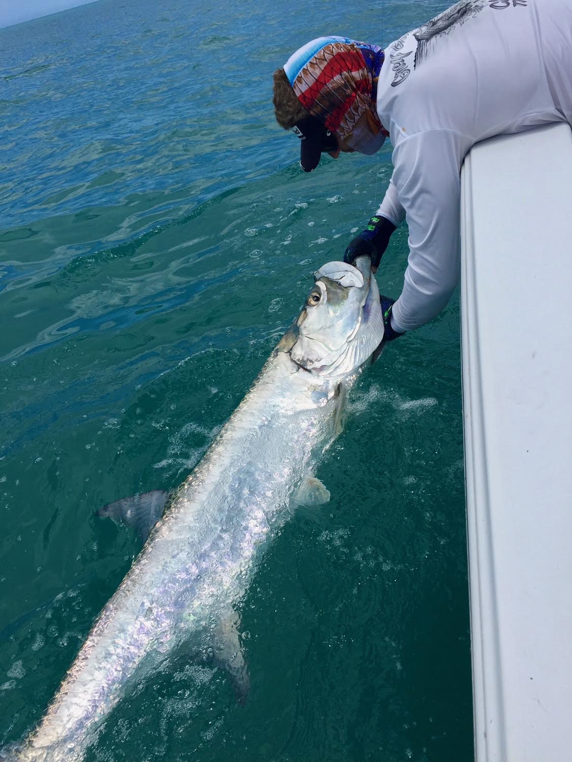 tarpon